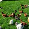 Chicken Eggs - Image 3