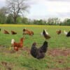 Chicken Eggs - Image 4
